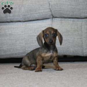 Finley, Dachshund Puppy